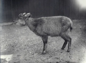 Goral de l