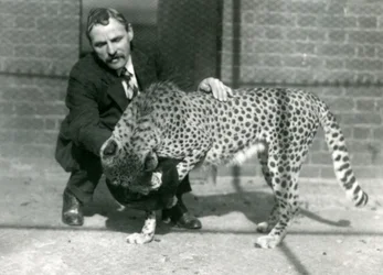 Le gardien Charles Dixon avec un guépard joueur au zoo de Londres, octobre 1922