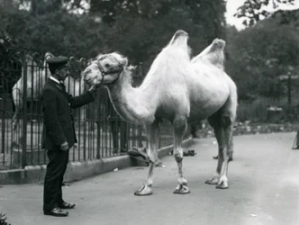 Gardien W. Styles avec un chameau de Bactriane au zoo de Londres, juillet 1914