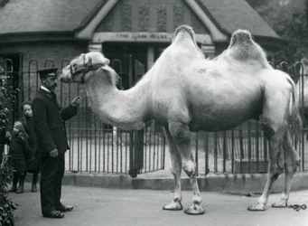 Gardien W. Styles, avec un chameau de Bactriane, devant la maison des lamas au zoo de Londres, juillet 1914