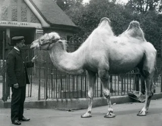 Gardien W. Styles, avec un chameau de Bactriane, devant la maison des lamas au zoo de Londres, juillet 1914