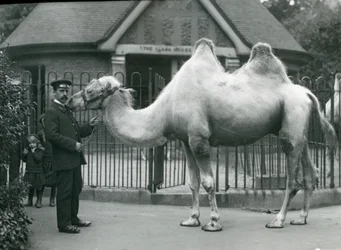 Gardien W. Styles, avec un chameau de Bactriane, devant la maison des lamas au zoo de Londres, juillet 1914