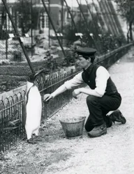 Manchot royal, lavé par le gardien Harry Munro, avec une éponge au zoo de Londres en mai 1914. Munro a été tué pendant la Première Guerre mondiale, ayant servi dans l