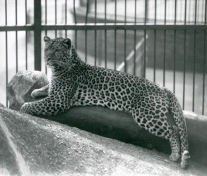 Léopard Rex allongé sur une bûche dans son enclos au Zoo de Londres en juillet 1925