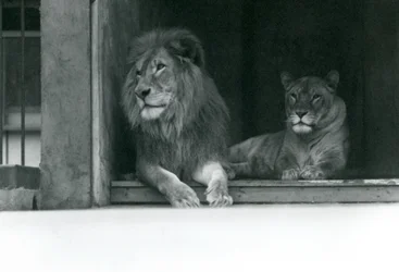Lion et lionne Kuja et Caroline au zoo de Londres, juillet 1924