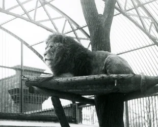 Lion mâle, 