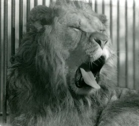 Lion mâle, Abdullah, bâille dans son enclos au Zoo de Londres, 1925