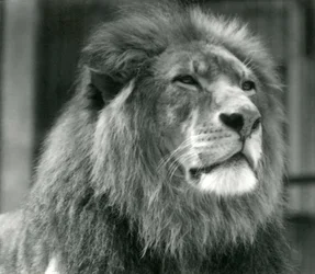 Lion mâle Kuja au Zoo de Londres en août 1924