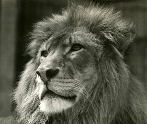 Lion mâle Kuja au Zoo de Londres en août 1924