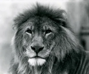 Lion mâle 