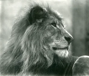 Lion mâle Kuja au zoo de Londres en janvier 1925