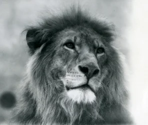 Lion mâle Kuja au zoo de Londres en janvier 1925