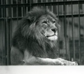 Lion mâle 
