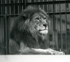 Lion mâle Kuja allongé dans son enclos au Zoo de Londres en janvier 1925