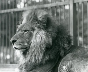 Lion mâle Toto allongé dans son enclos au zoo de Londres en septembre 1927