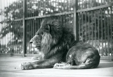 Lion mâle Toto allongé dans son enclos au zoo de Londres en septembre 1927