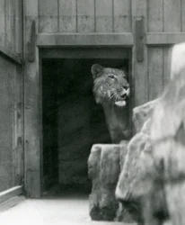 Ranji un tigon mâle, zoo de Londres, juillet 1924
