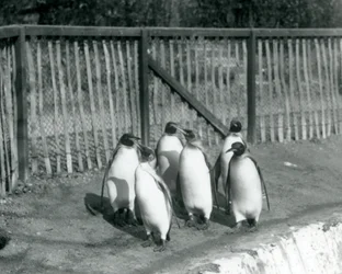 Six manchots royaux marchant à côté de leur piscine au Zoo de Londres en 1927