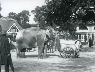 Syed Ali chevauchant Indiarani derrière une brouette, Zoo de Londres, octobre 1925