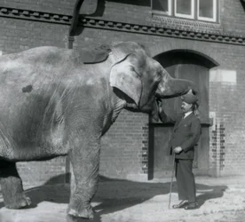 Syed Ali entraînant Indiarani devant la Maison des Éléphants, Zoo de Londres, octobre 1925