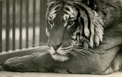 Tigre Sam au Zoo de Londres, 1925