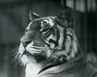 Tigresse Sally au zoo de Londres en 1927