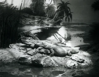 Deux alligators dans un cadre panoramique, zoo de Londres, juin 1927