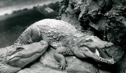Deux Alligators Américains au Zoo de Londres, juillet 1914