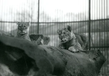 Deux lionceaux, nés dans la ménagerie, dans leur enclos au Zoo de Londres, avril 1924