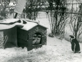 Deux manchots à pieds noirs en danger regardent hors de leur boîte de nidification, dans la neige, tandis qu