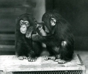 Deux jeunes chimpanzés assis sur une caisse en bois. L
