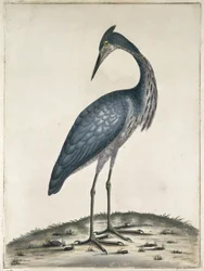 Un héron, 1789