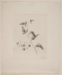 Motif floral