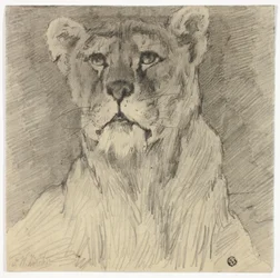 Vue de face de la lionne assise