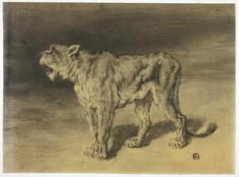 Rugissement de la lionne