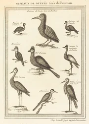 Oiseaux de Guinée tirés de Bosman