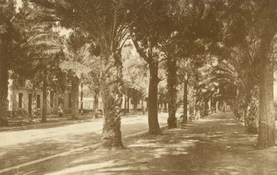 Hyeres, Avenue de la Gare, Allee de Palmiers (b/w photo)