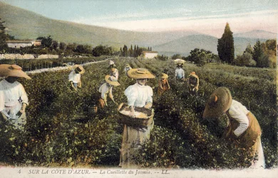 Cueilleurs de jasmin, Côte d