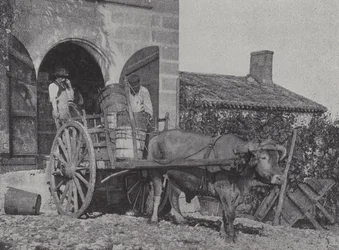 Transport de raisins récoltés par charrette à bœufs