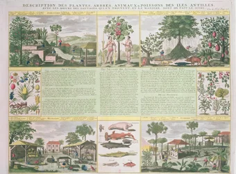 Description des plantes, arbres, animaux et poissons trouvés aux Antilles, illustration de Histoire Générale des Antilles Habitées par les Français Vol. 2 par Jean Baptiste Du Tertre (1610-1687)