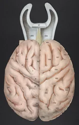 Une section du cerveau, de 