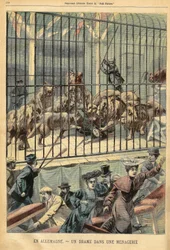 Une dompteuse dévorée par ses lions dans une ménagerie à Dessau, Allemagne. Gravure dans « Le Petit Parisien », le 27/12/1903.