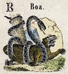Abécédaire. Lettre B comme Boa. Petit alphabet encyclopédique, série populaire. Imagerie d