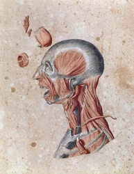 Anatomie de la tête, dessinée par un étudiant (crayon de couleur sur papier)