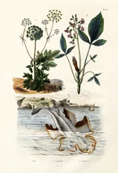 Ange de mer, 1833-39