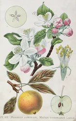 Pommier (Malus Communis)
