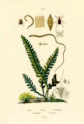 Coléoptère des abeilles