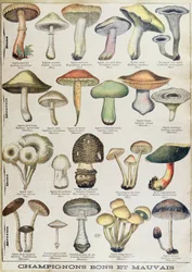 Planche botanique représentant 