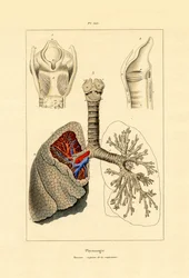 Respiration