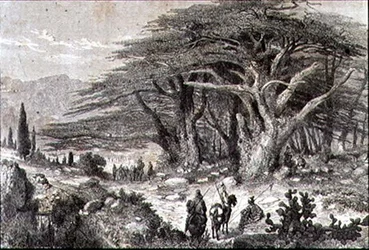 Cèdres du Liban